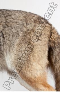 Wolf leg photo reference 0004